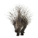 porcupine-spike