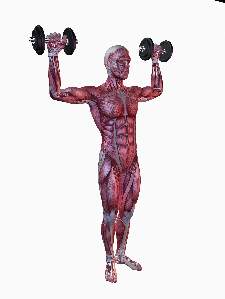man-muscle-anatomy-shoulder-press
