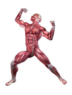 posing-man-muscle-anatomy