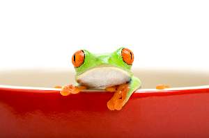 green-frog-in-pot